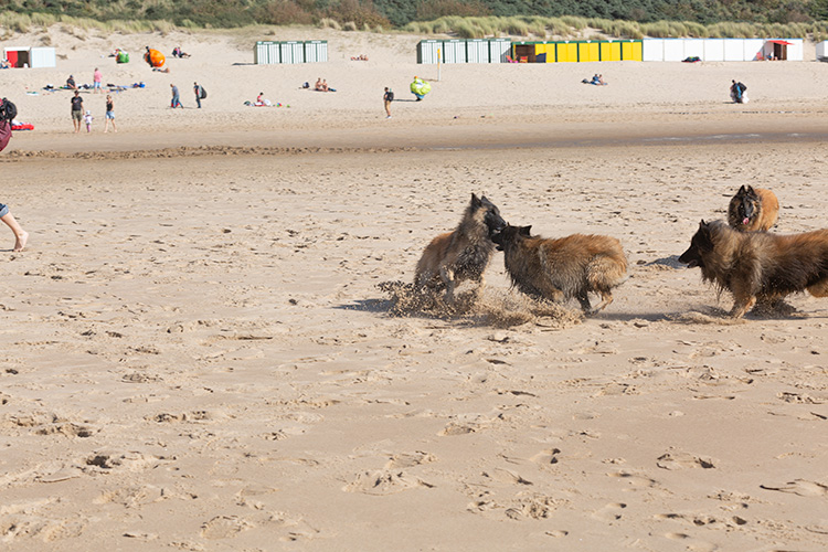 Wandeling Zoutelanden